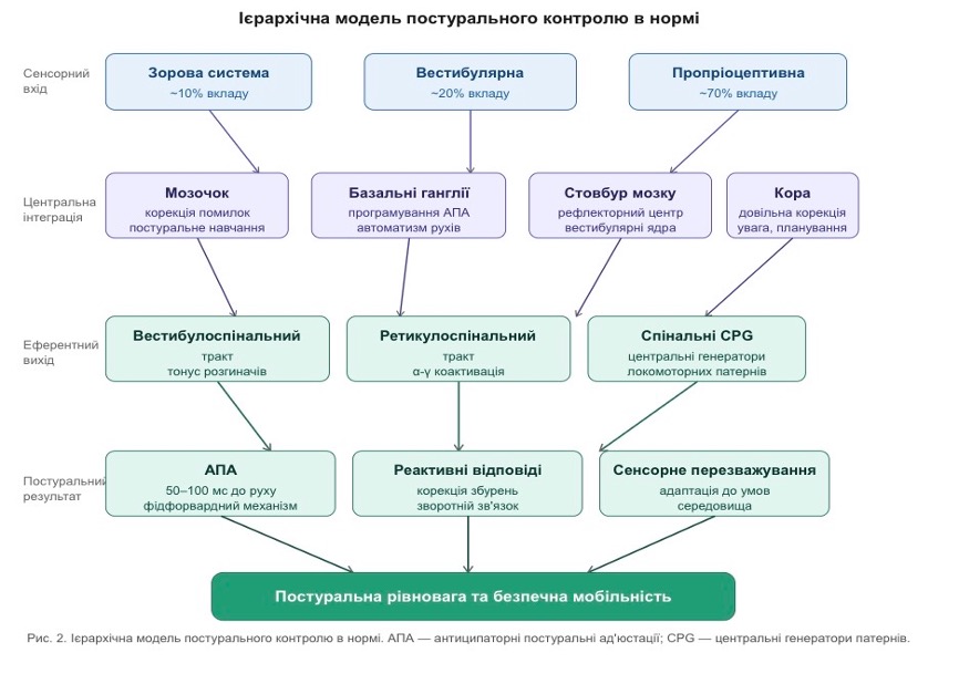 Ієрархічна модель постурального контролю в нормі